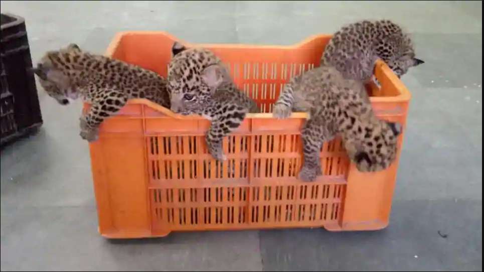 State’s longest leopard cub reunion attempt fails, 4 cubs relocated to Nagpur centre
